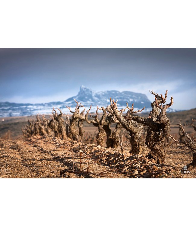 Gran Dominio Reserva Rioja