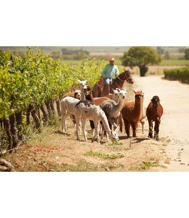 Caliterra Tributo Carmenere