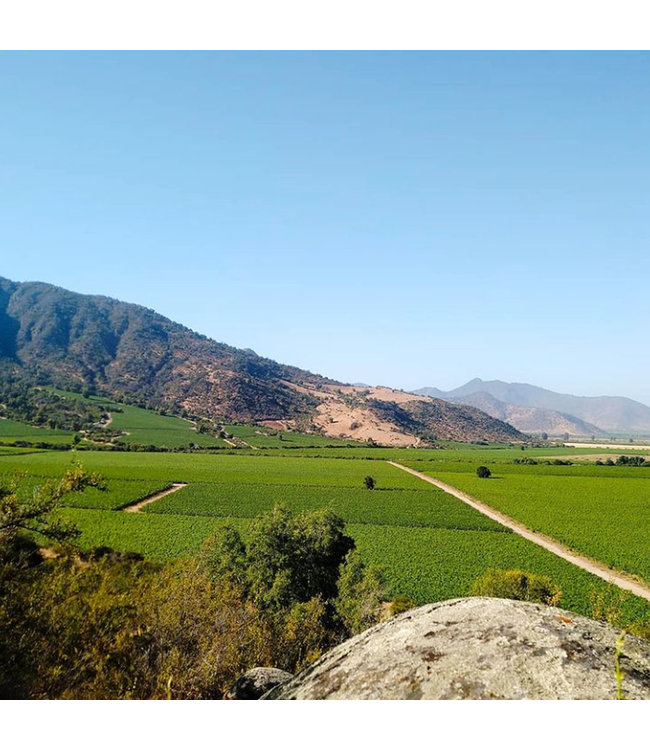 Caliterra Tributo Carmenere