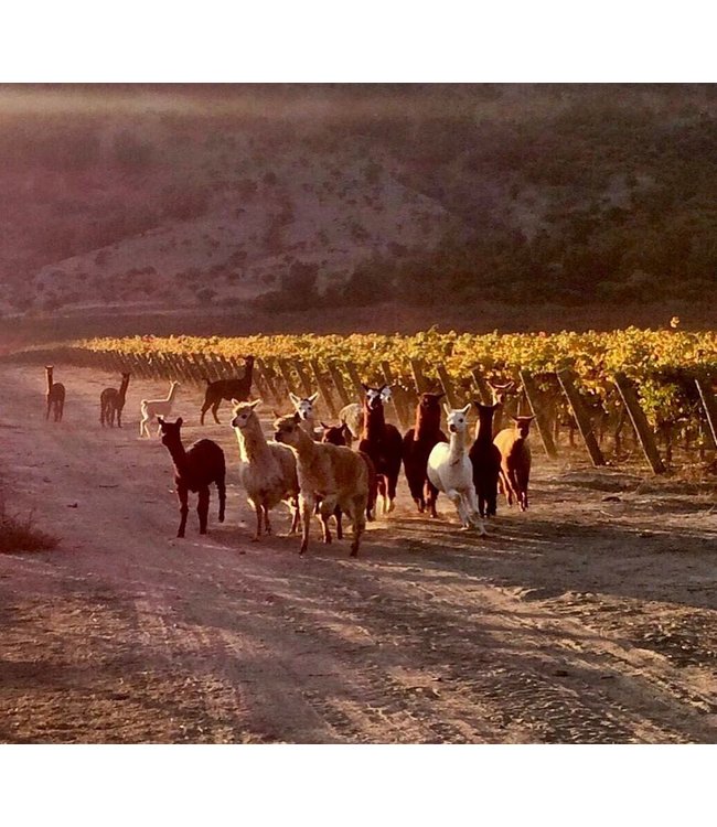 Caliterra Reserva Carmenere