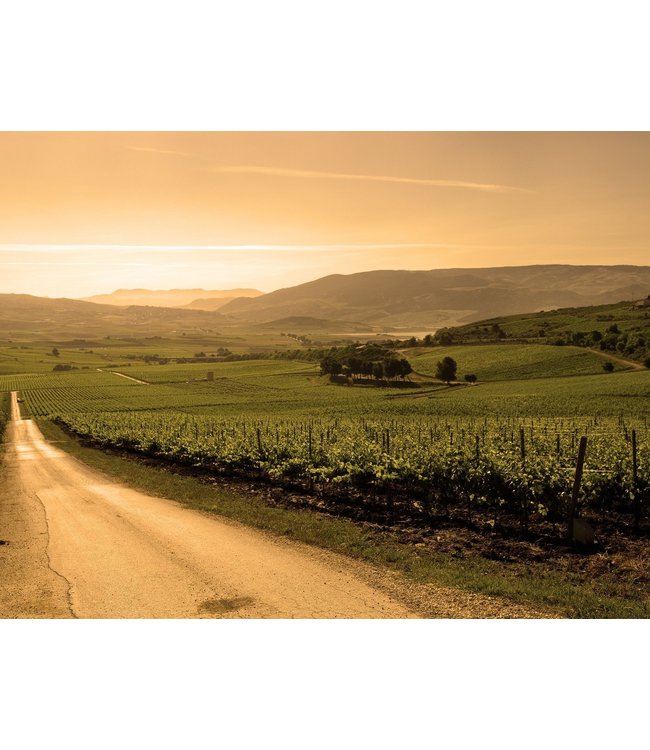 Fantini Gran Cuvee Rose Sparkling