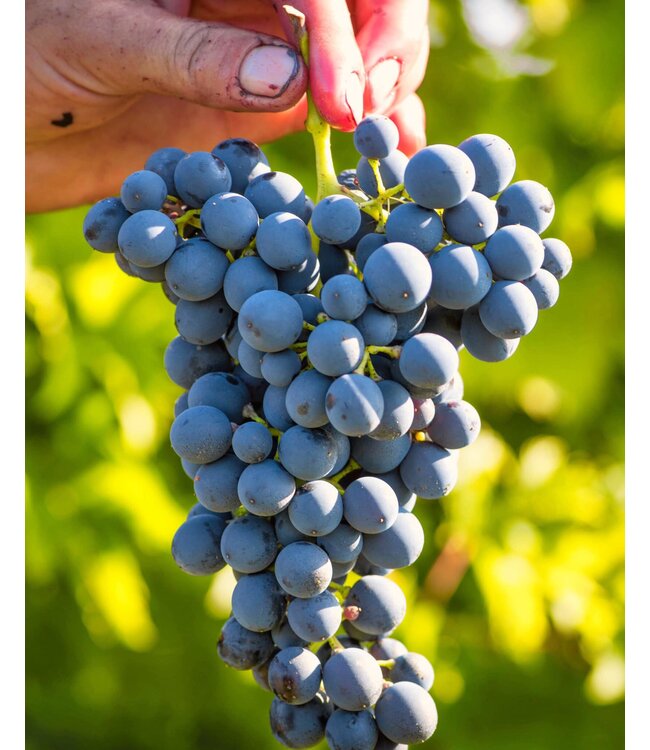 Vanita Nero D Avola Appassite Sicilia