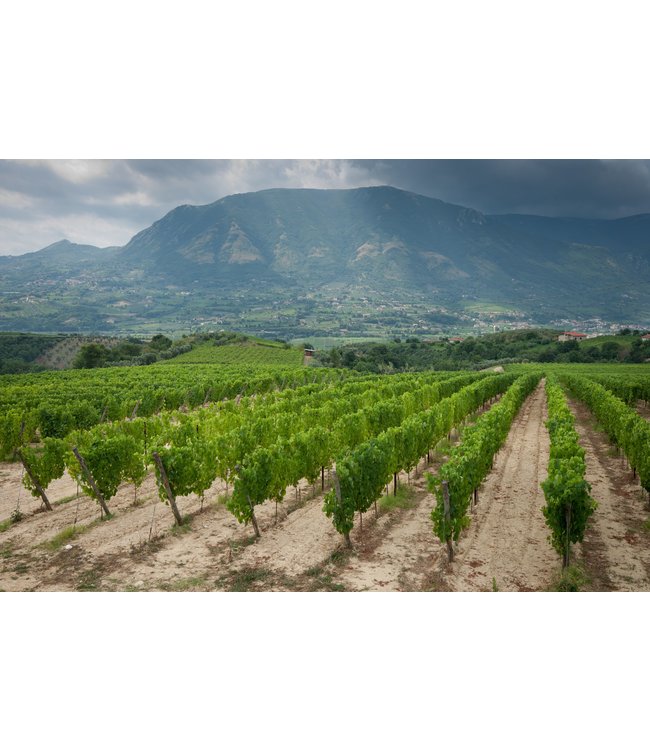 Vanita Nero D Avola Sicilia IGT duurzaam geteeld