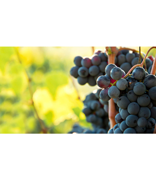 Vanita Nero D Avola Sicilia IGT duurzaam geteeld