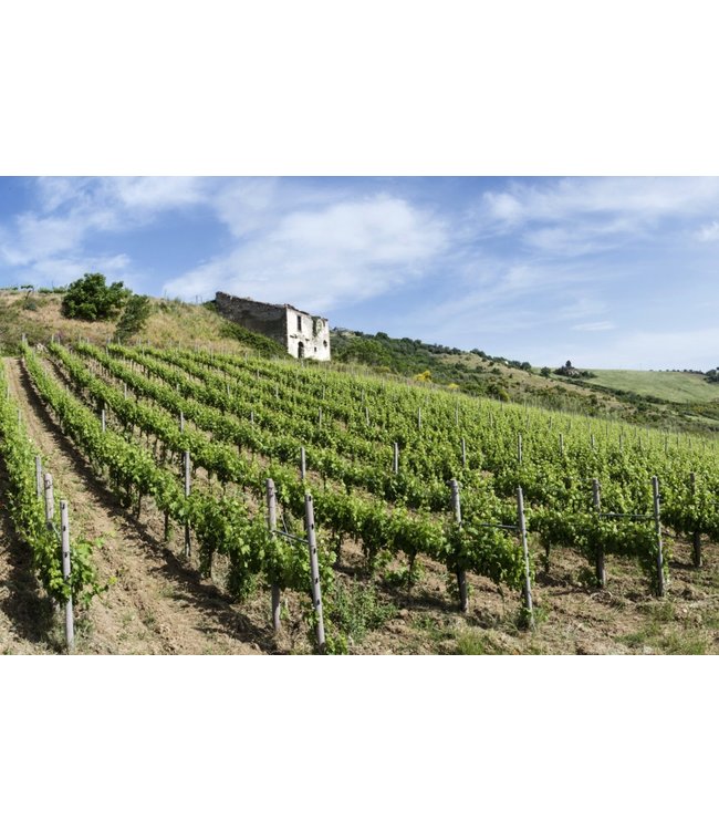 Vanita Nero D Avola Sicilia IGT duurzaam geteeld