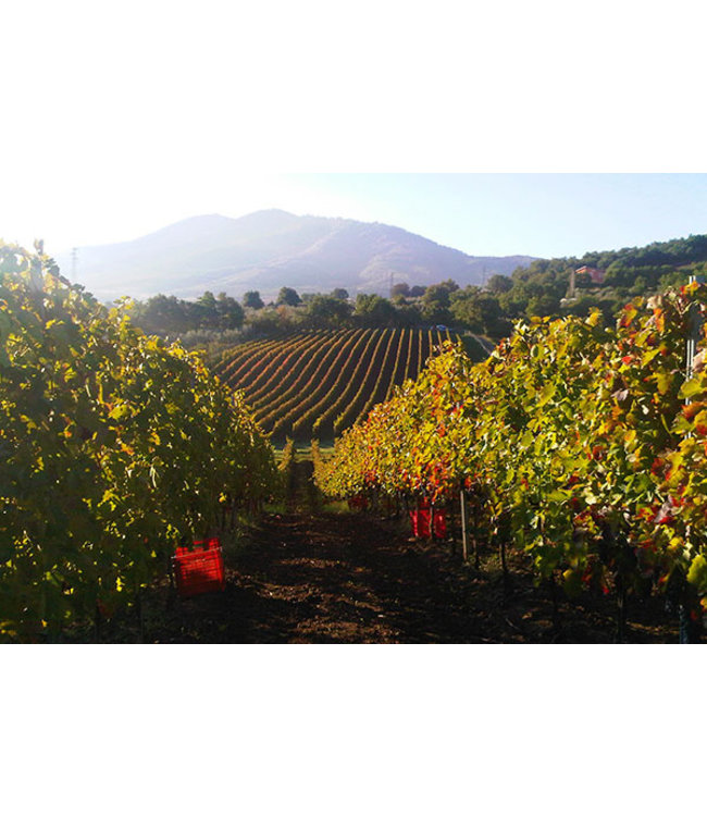 Vanita Nero D Avola Sicilia IGT duurzaam geteeld