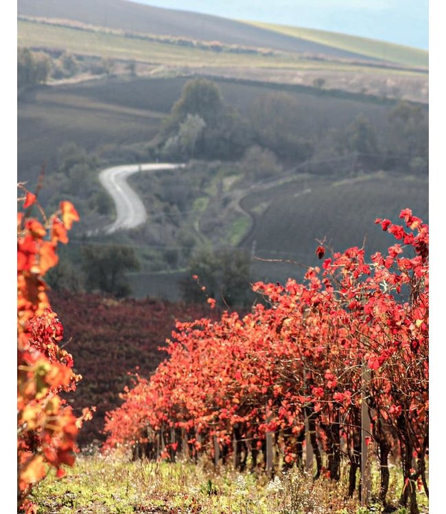 Vanita Nero D Avola Sicilia IGT duurzaam geteeld
