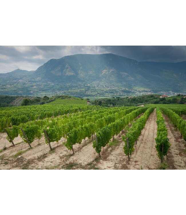 Zolla Primitivo di Manduria Riserva Puglia