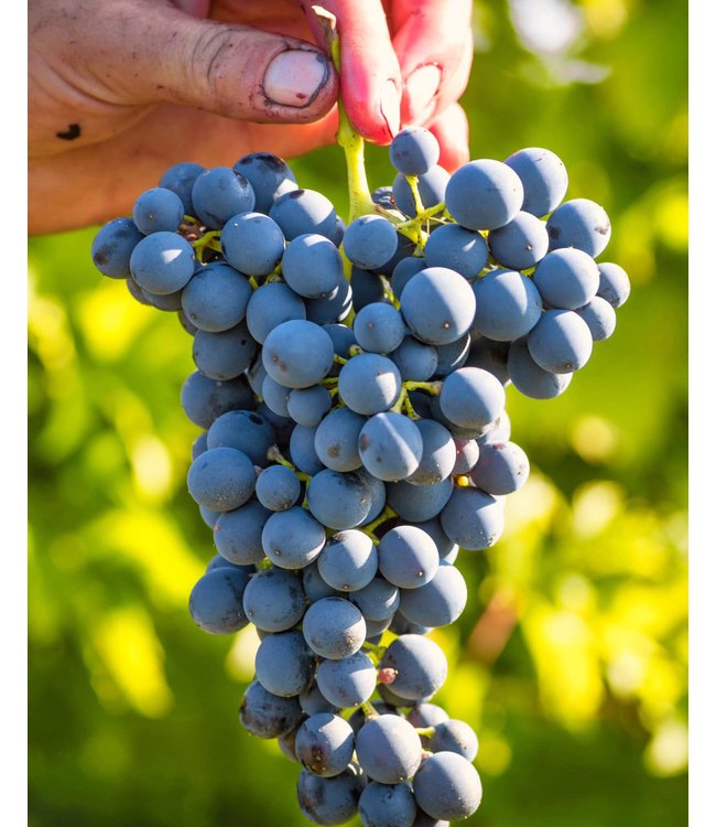 Vigne Vecchie Leggenda Primitivo di Manduria