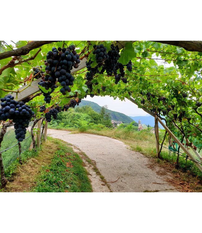 Cantine Tramin Nussbaumer Gewurztraminer