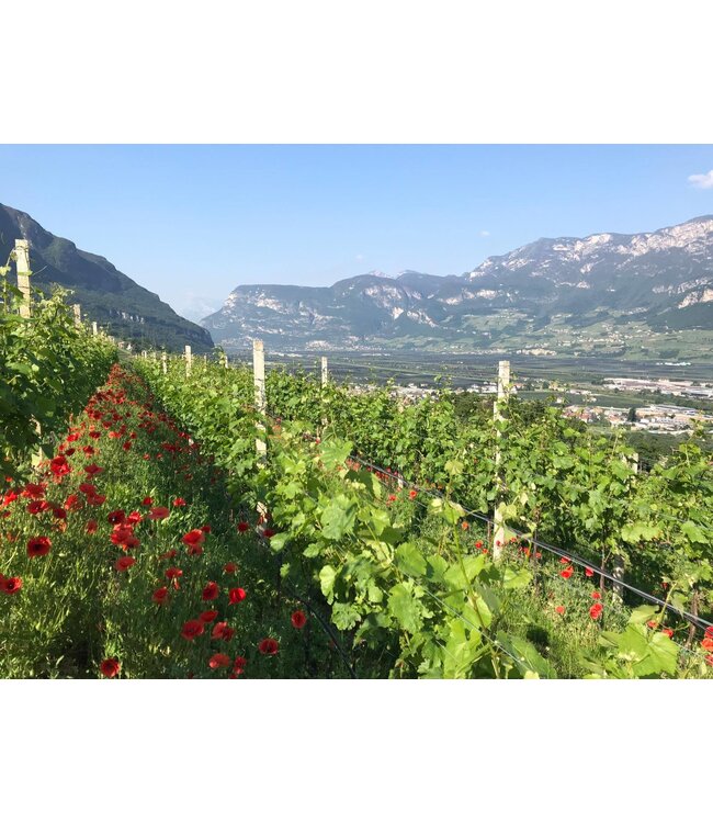 Cantine Tramin Pinot Bianco Moriz Alto Adige