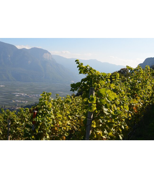 Cantine Tramin Unterebner Pinot Grigio