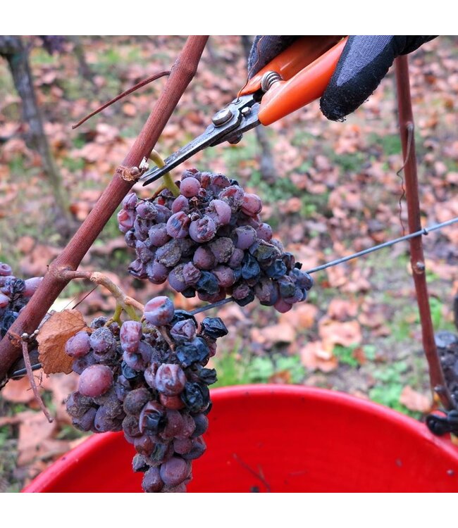 Cantine Tramin Unterebner Pinot Grigio