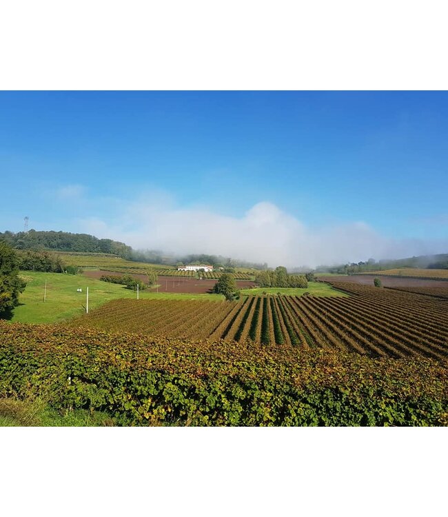 Cielo Frizzante 10% Rose Veneto