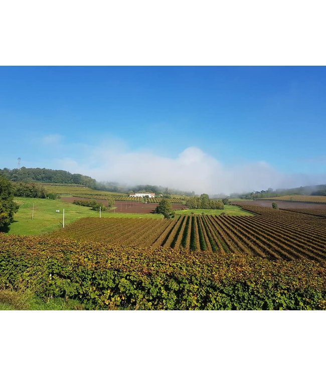 Cielo Pinot Grigio Blush Rose IGT | rose wijn | Faberwineworld.nl ...