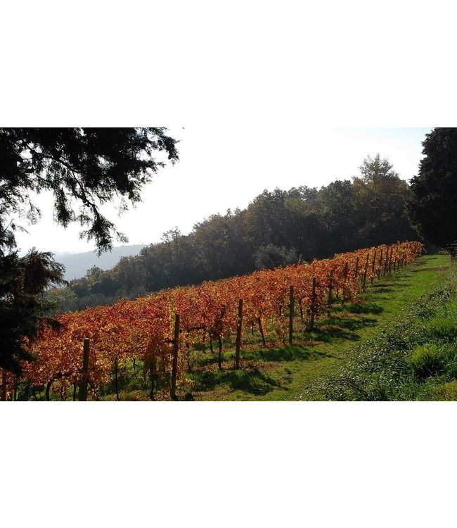 Cielo Pinot Grigio IGT Veneto