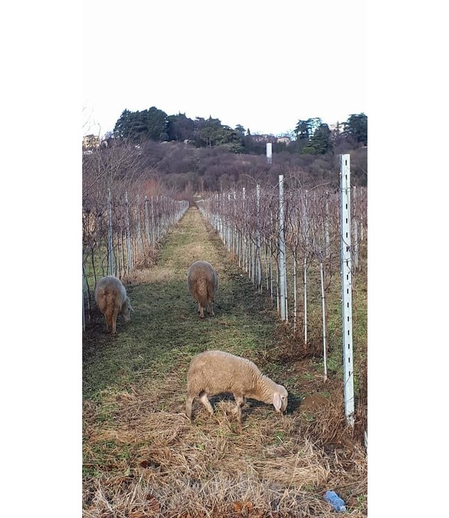 Cielo Sauvignon Blanc IGT Veneto