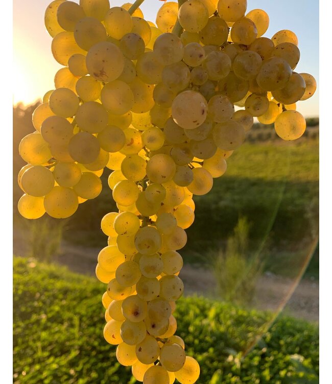 Poggiotondo Rosso Toscana IGT Biologisch