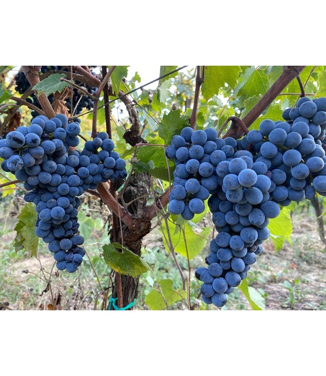 Poggiotondo Chianti Riserva DOCG duurzaam geteeld
