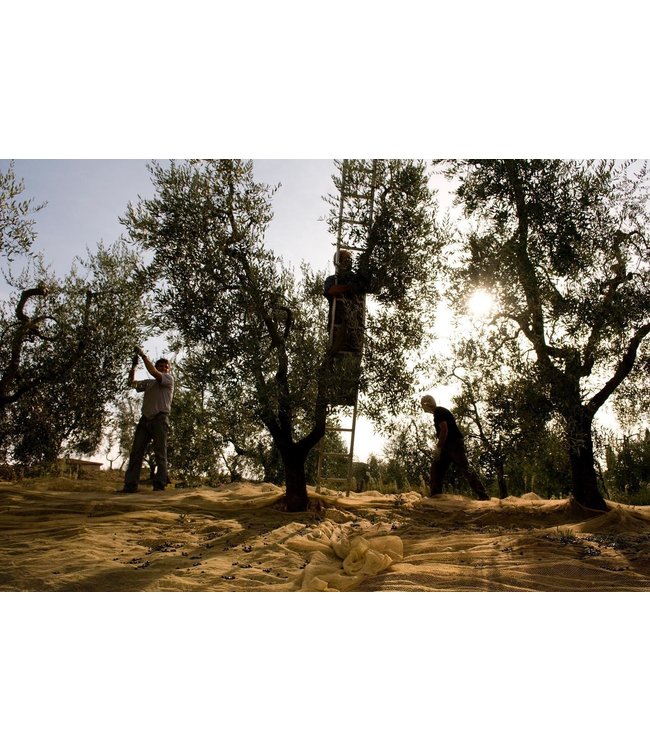 Poggiotondo Chianti Riserva DOCG duurzaam geteeld