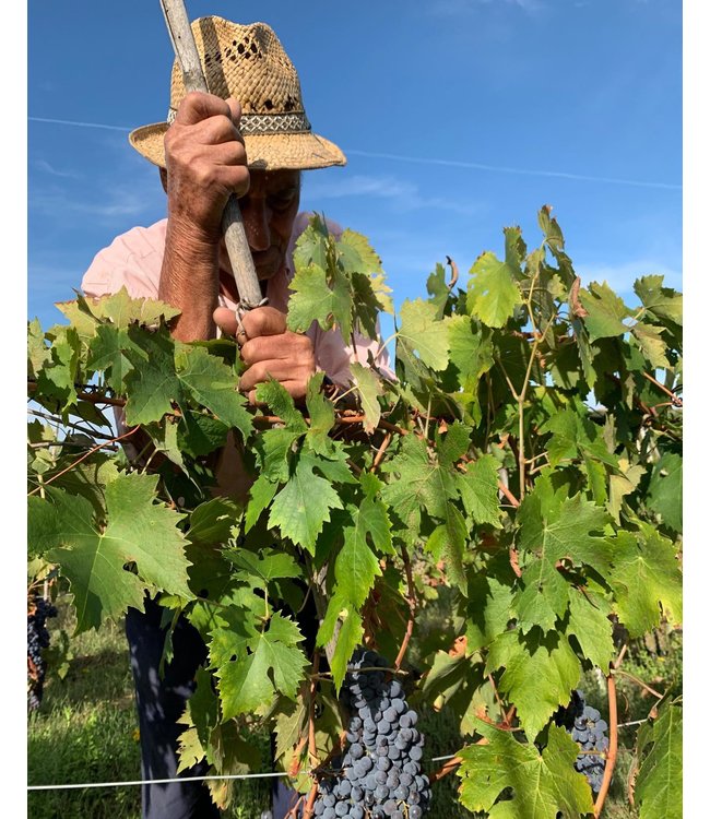 Poggiotondo Chianti Riserva DOCG duurzaam geteeld