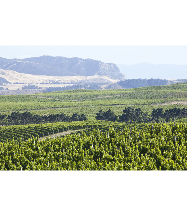 Stoneburn Gewurztraminer Marlborough