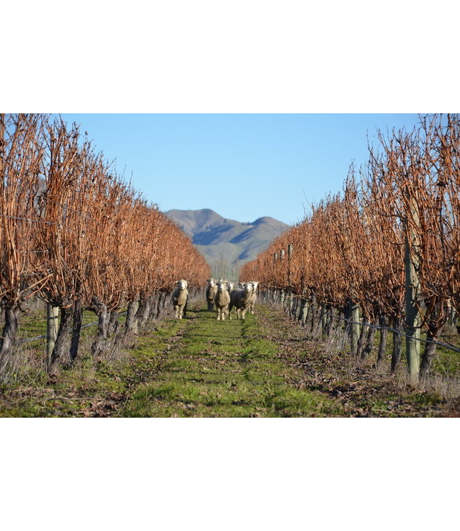 Stoneburn Pinot Noir