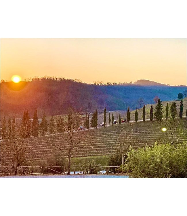 Marco Felluga Collio Pinot Grigio