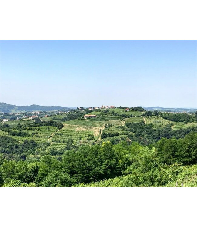 Marco Felluga Collio Pinot Grigio