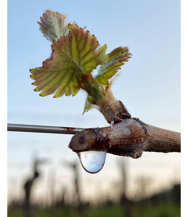 Marco Felluga Collio Chardonnay