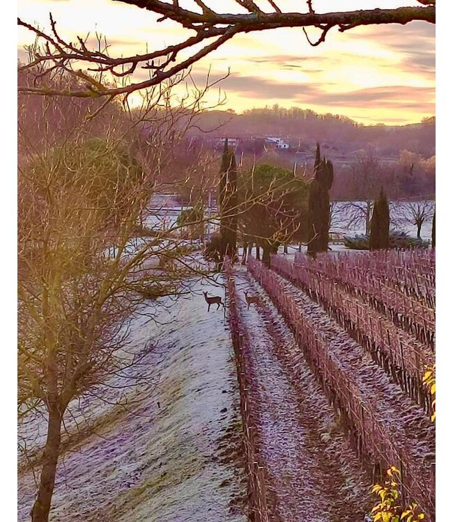 Marco Felluga Collio Chardonnay