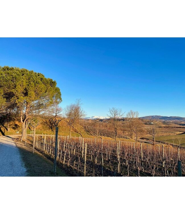 Marco Felluga Collio Chardonnay