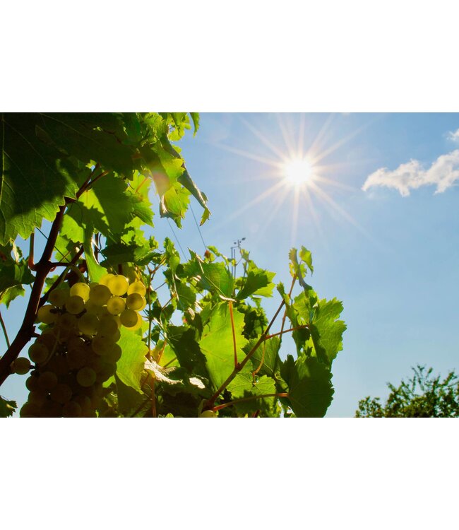 Marco Felluga Collio Chardonnay