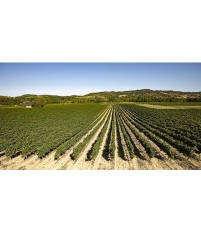 Gris des Lions Grenache Rosé Pays D'OC