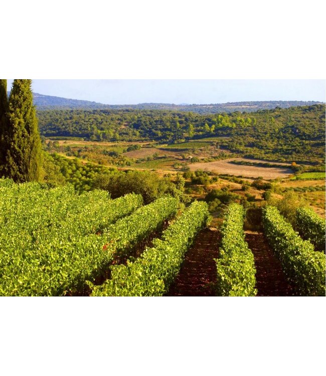 Gris des Lions Grenache Rosé Pays D'OC