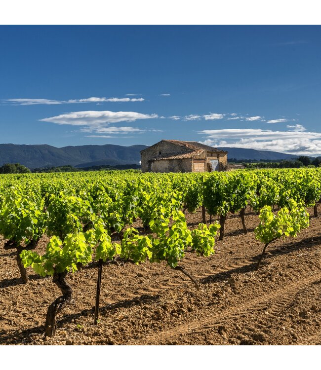 Gris des Lions Grenache Pays D'OC