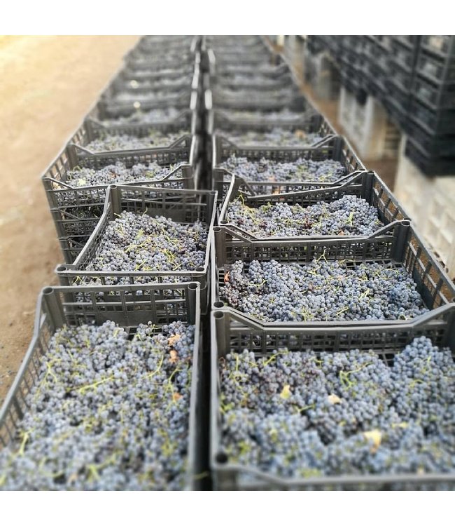 Masseria Colleone Sangiovese Puglia IGT