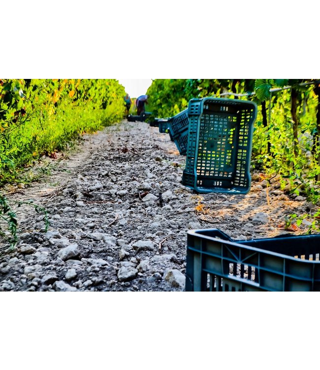 Masseria Colleone Sangiovese Puglia IGT