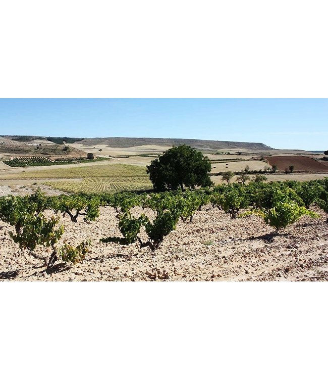 Jose Galo Rueda Verdejo