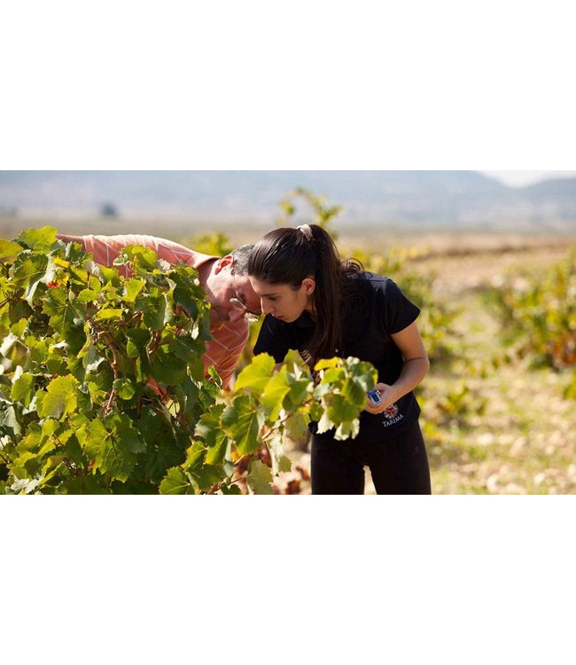 Paso A Paso white blend