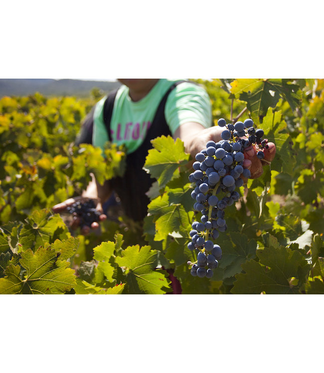 Paso A Paso Pasonillo Late Harvest Tempranillo