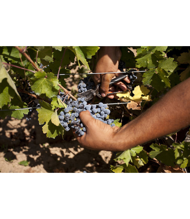 Paso A Paso Pasonillo Late Harvest Tempranillo