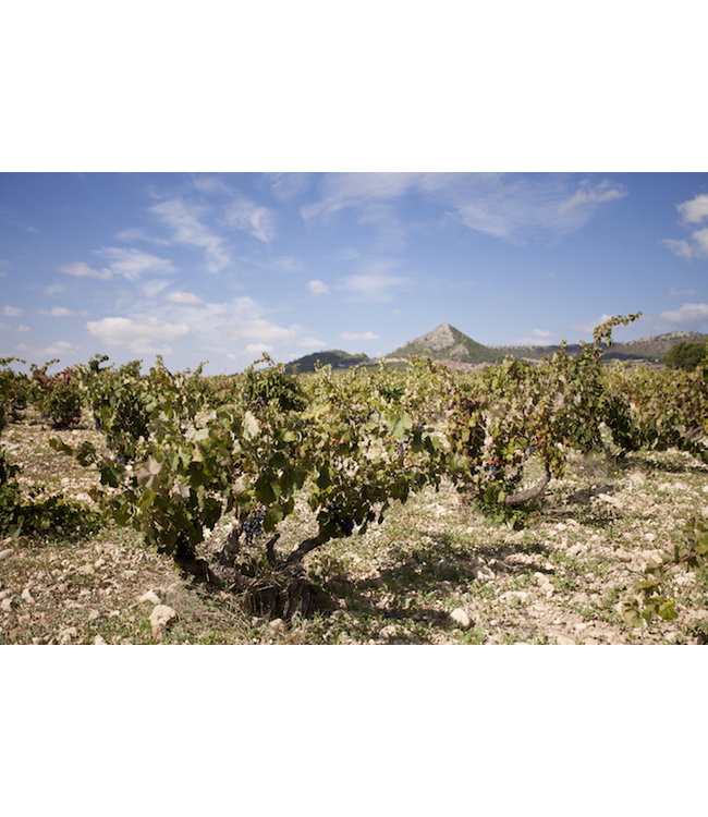 Paso A Paso Pasonillo Late Harvest Tempranillo