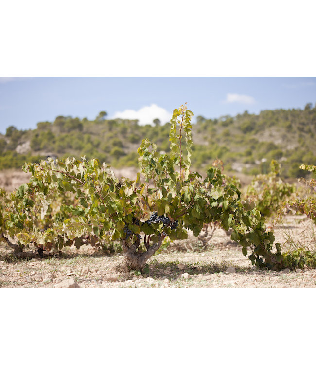 Gran Paso A Paso Doble Late Harverst Monastrell