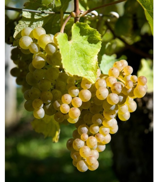 Manoir Grignon Chardonnay Pays d'Oc