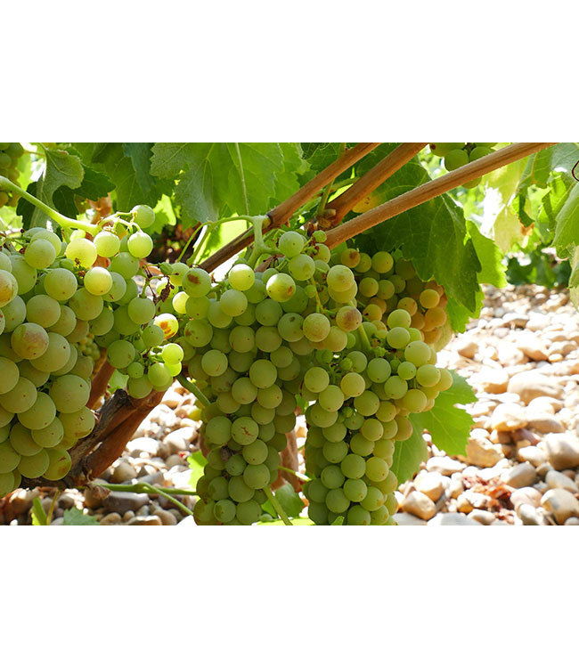 Manoir Grignon Muscat Sec