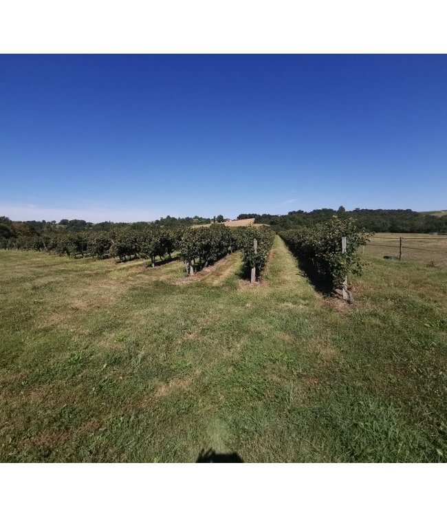 Manoir Grignon Pinot Noir