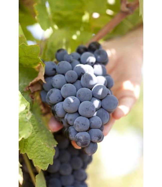 XR Xavier Roger Merlot Pays d'Oc