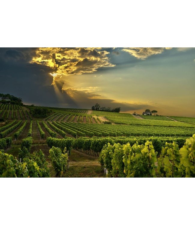 XR Xavier Roger Carignan Vieilles Vignes