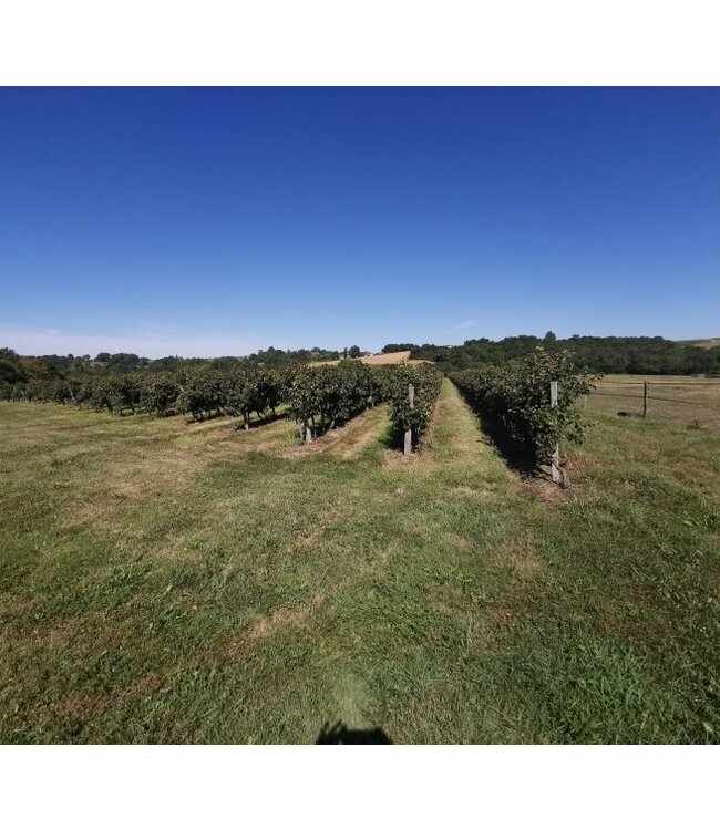 XR Xavier Roger Blush Rose Pays d'Oc